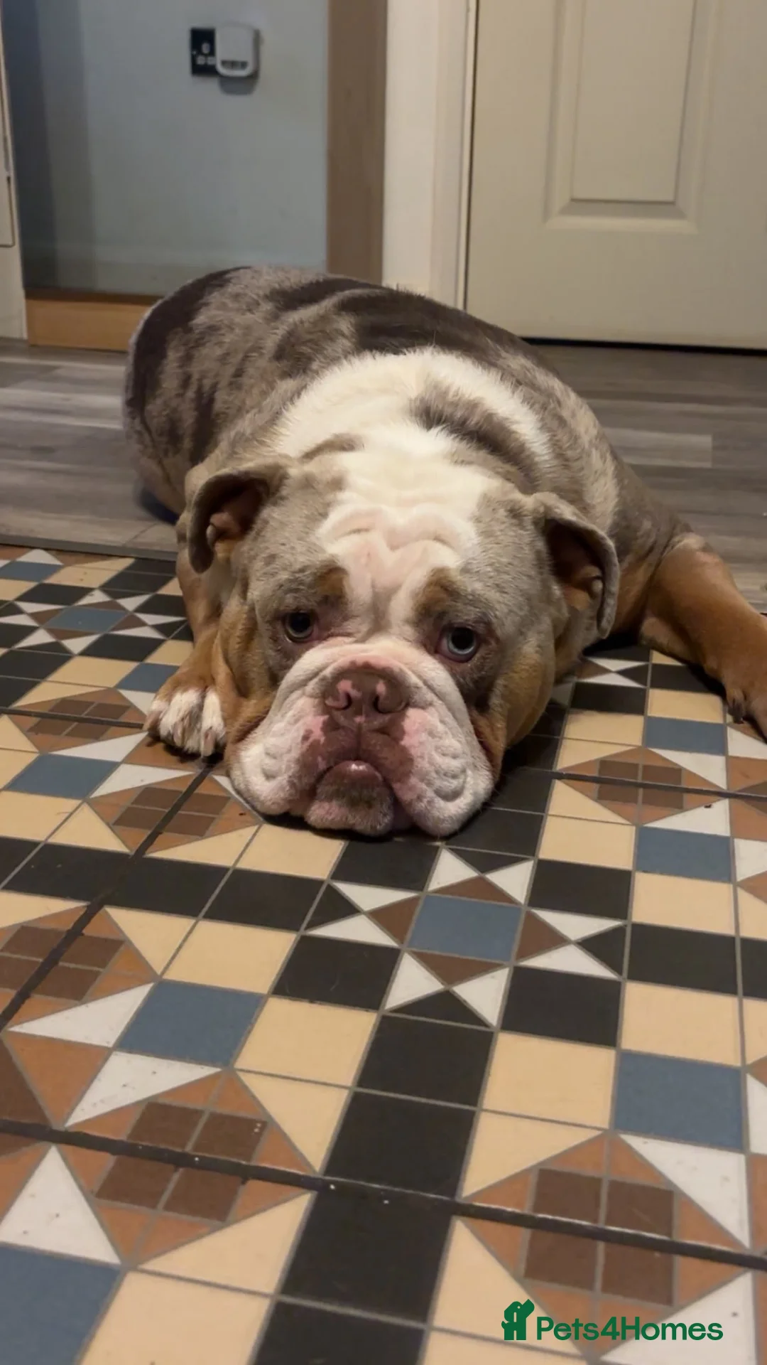 Mixed Breed dogs for sale: Tank  in London - Advert 2