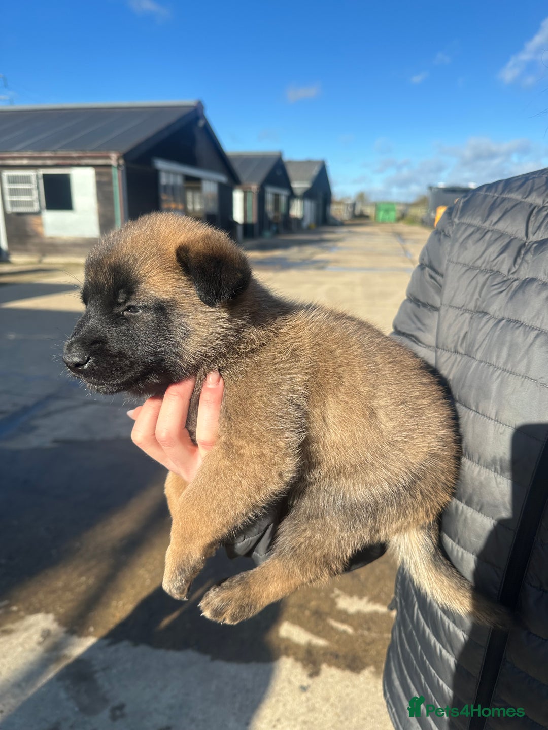 Belgian Shepherd Dog dogs for sale: 🐾🐾 BELGIUM MALINOIS 🐾🐾  - Image 9
