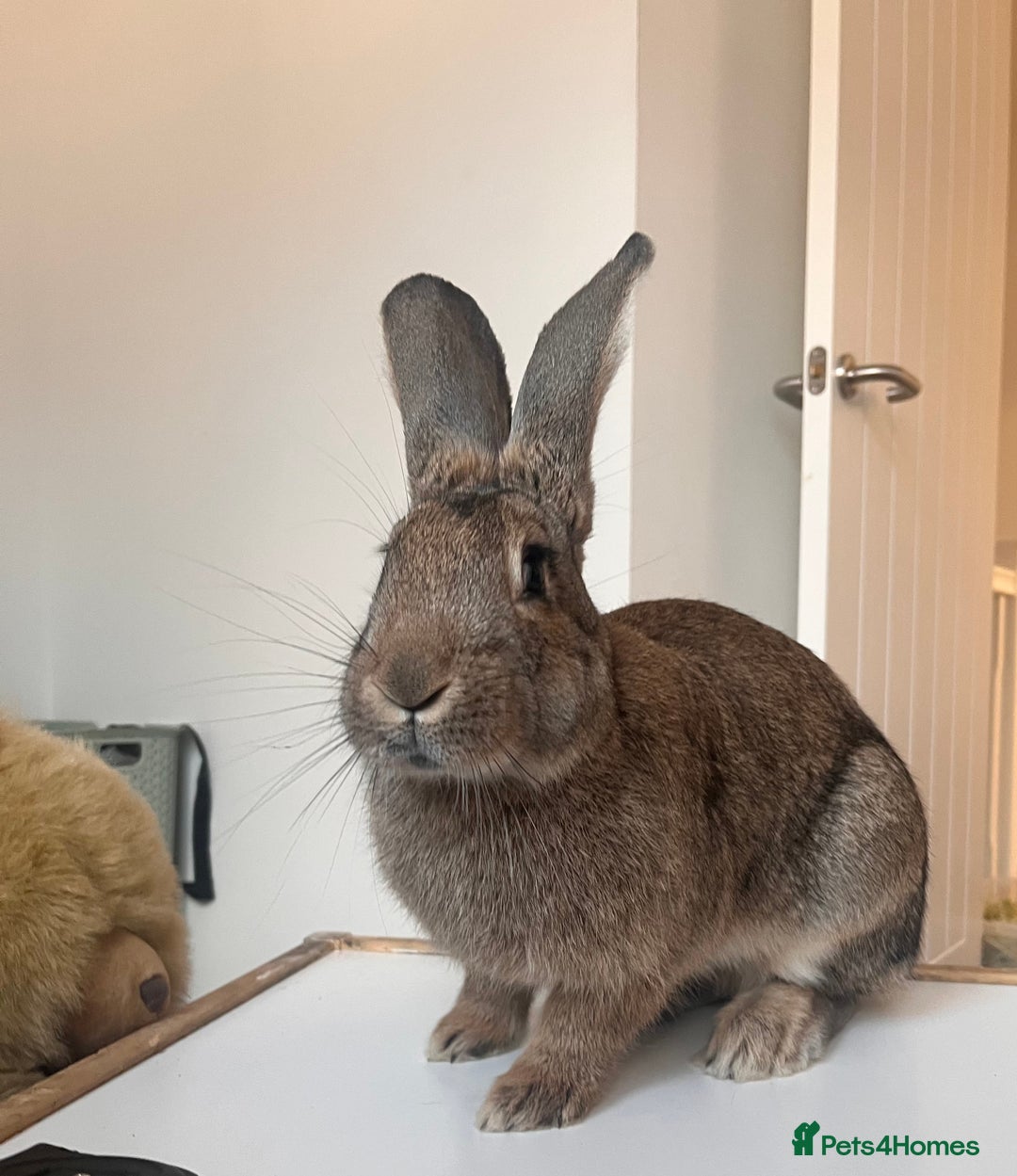 Continental Giant rabbits for sale: Sweet bun looking for a new home  - Advert 2