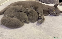 British Shorthair cats for sale: ✨British Shorthair GCCF 5 generation Pedigree✨ - Advert 3