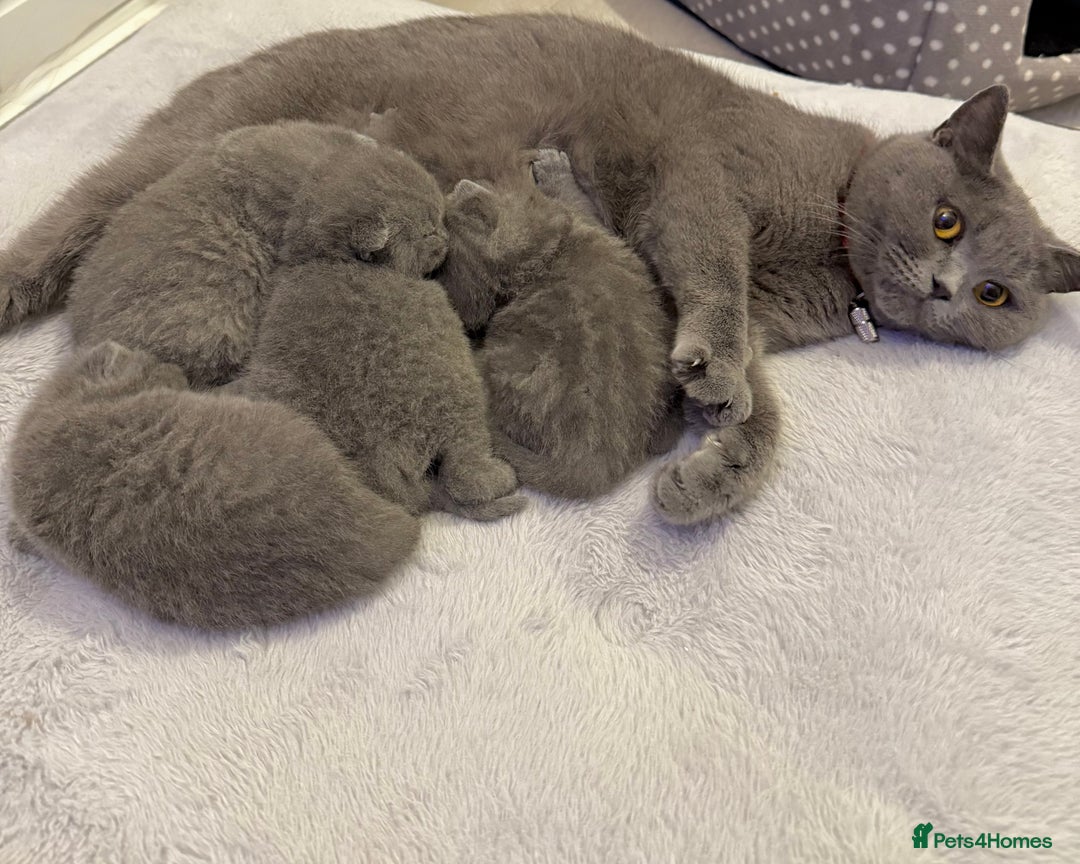 British Shorthair cats for sale: ✨British Shorthair GCCF 5 generation Pedigree✨ - Advert 3