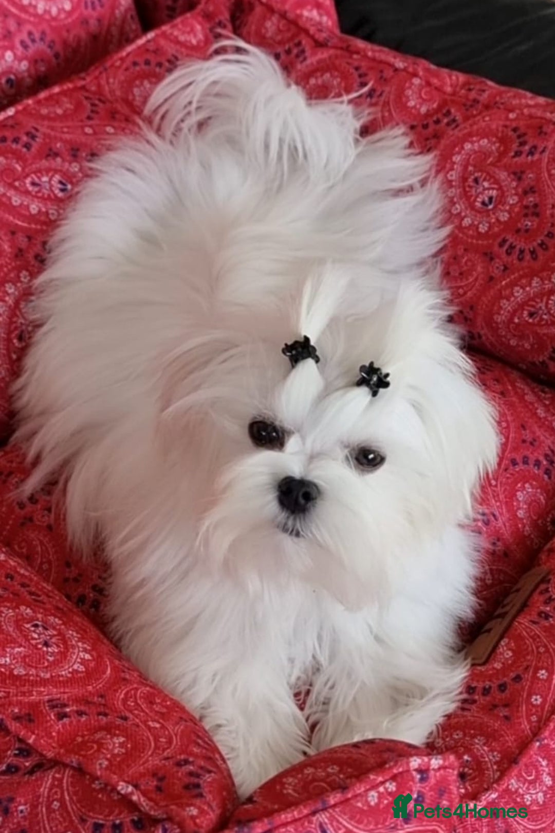 Maltese dogs for sale: Tiny Korean Maltese Boys - Advert 29