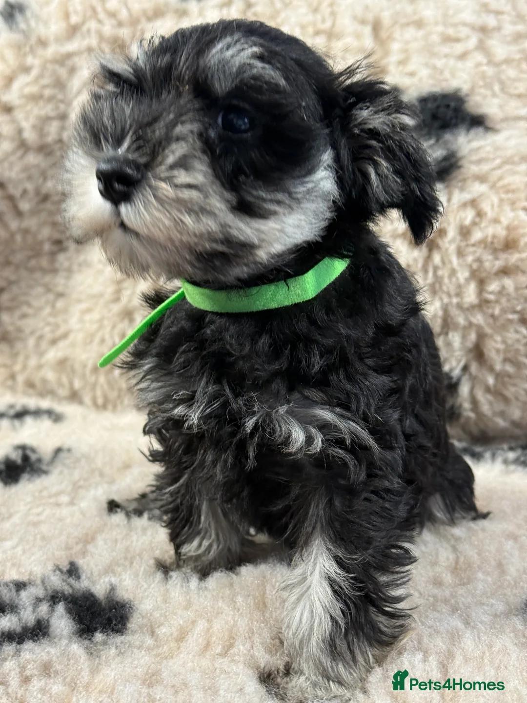 Miniature Schnauzer dogs for sale: Beautiful miniature schnauzers pups ready now - Advert 10