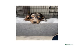 Dachshund dogs for sale: Dachshund puppies  - Image 2