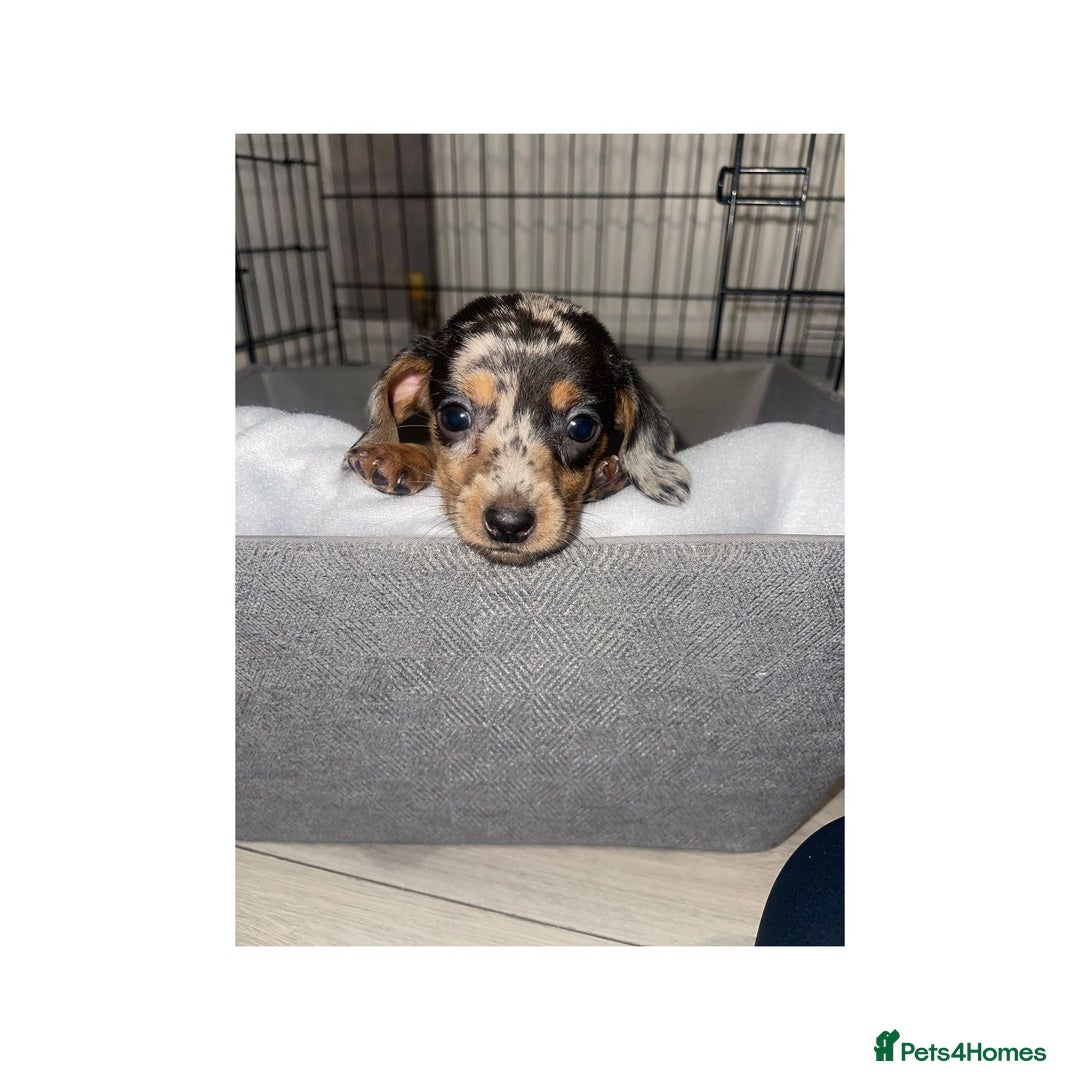 Dachshund dogs for sale: Dachshund puppies  - Image 2