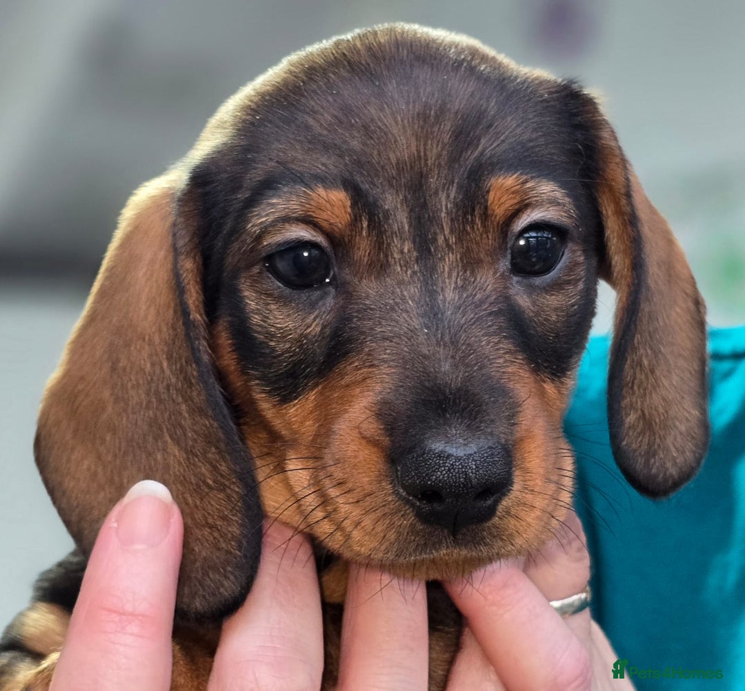 Dachshund dogs for sale: Dachshund puppies  - Advert 32
