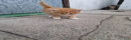 Maine Coon cats for sale: KITTENS  - Advert 9