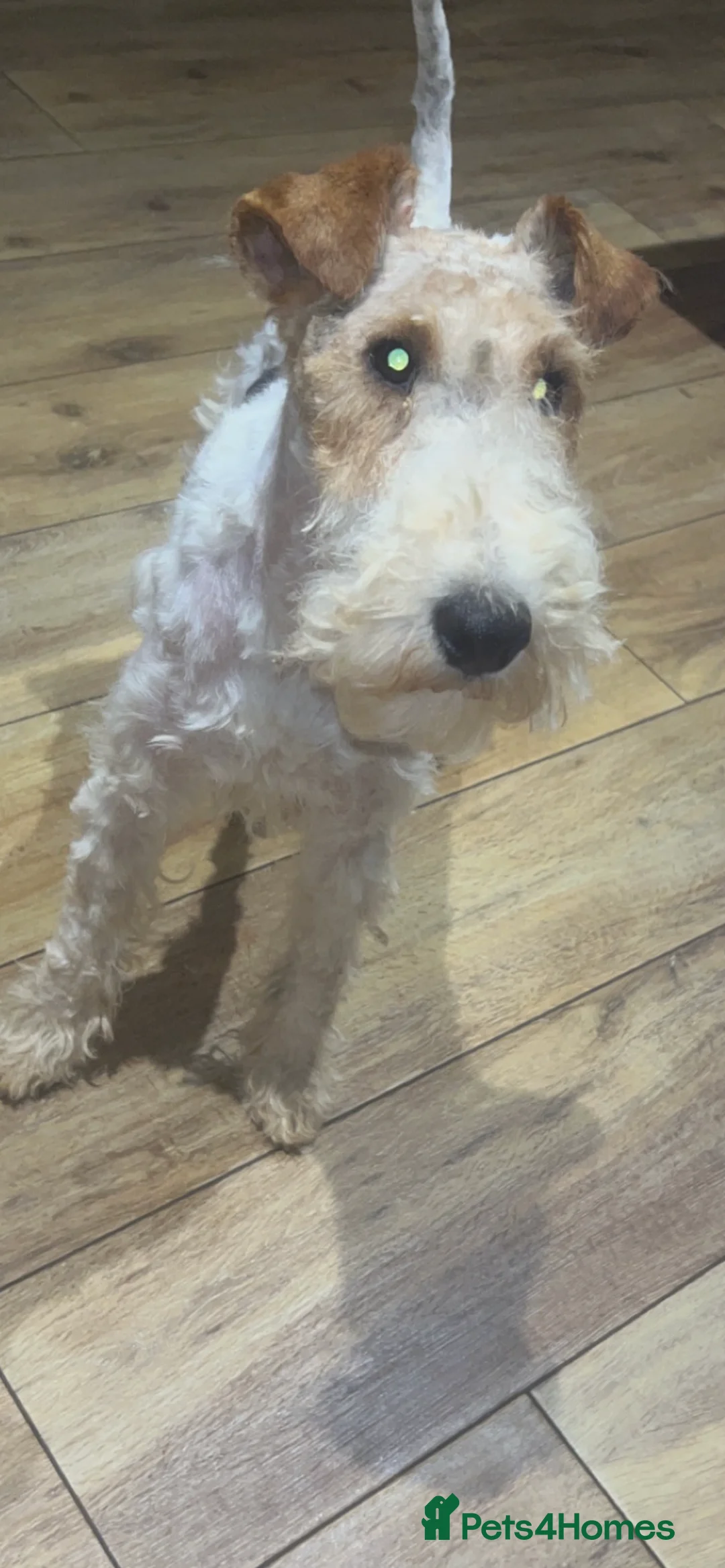 Fox Terrier dogs for stud: (TEDDY) Wire haired, fox terrier for STUD in Uttoxeter - Advert 14