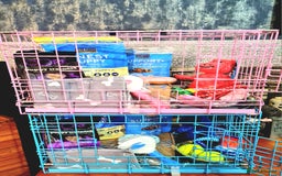 Cockapoo dogs for sale: READY TO LEAVE 4TH OF DECEMBER - Advert 19