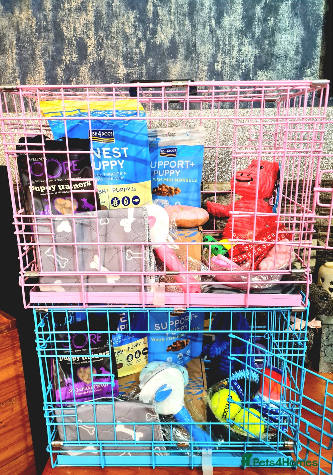 Cockapoo dogs for sale: READY TO LEAVE 4TH OF DECEMBER - Advert 19