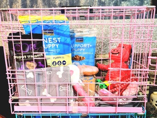 Cockapoo dogs - Advert 21