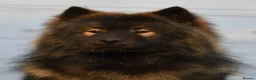 Eurasier dogs for sale: EXQUISPITZ Lovingly home reared Euraiser Puppies  - Advert 16