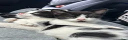 Domestic Shorthair cats for sale: 🐾Fluffy black and white kittens🐾 - Advert 35