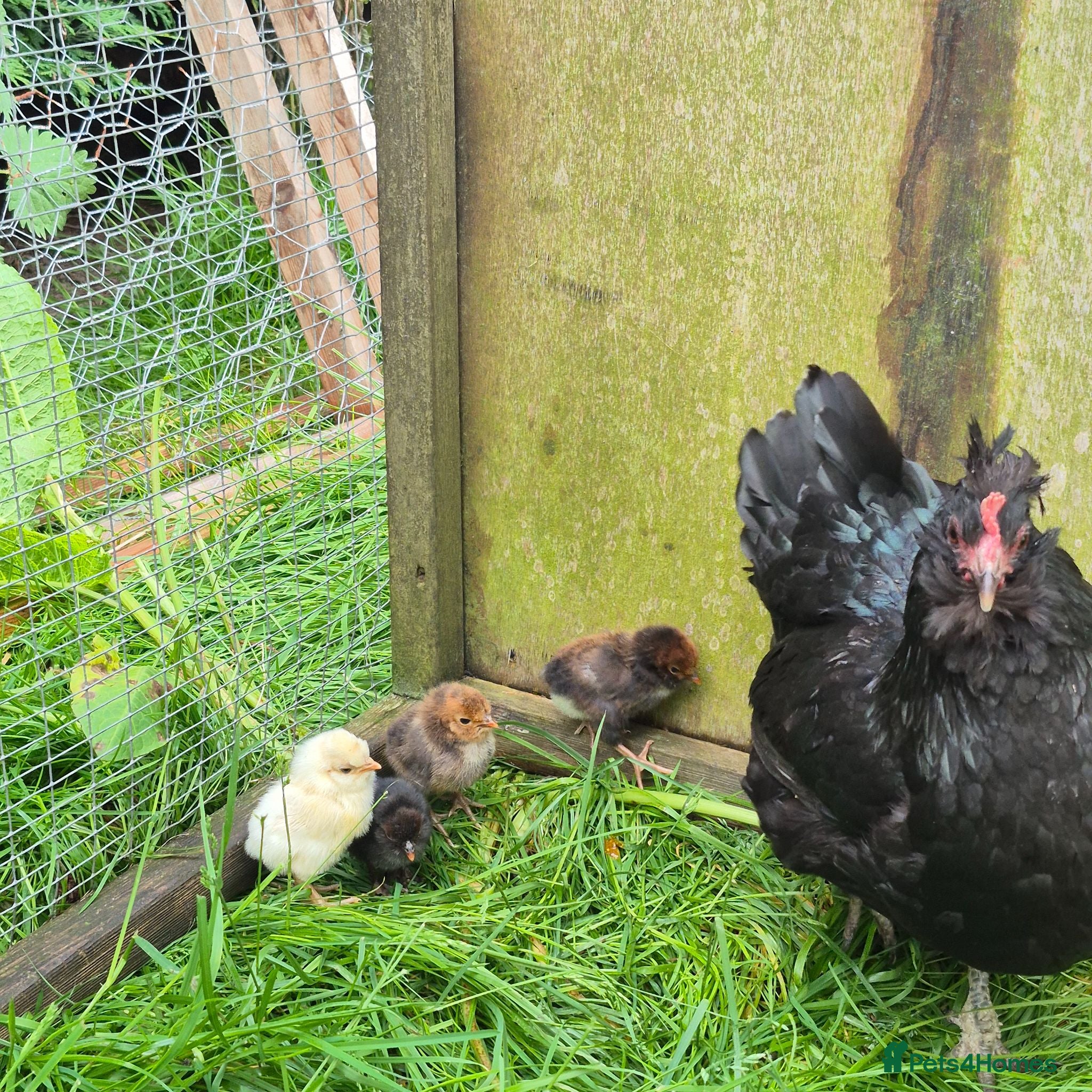 Chickens poultry Broody Hen with 4 polish chicks  - Advert 1
