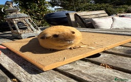 Guinea Pig rodents for sale: Pure bred California & Swiss guineapigs  - Image 25
