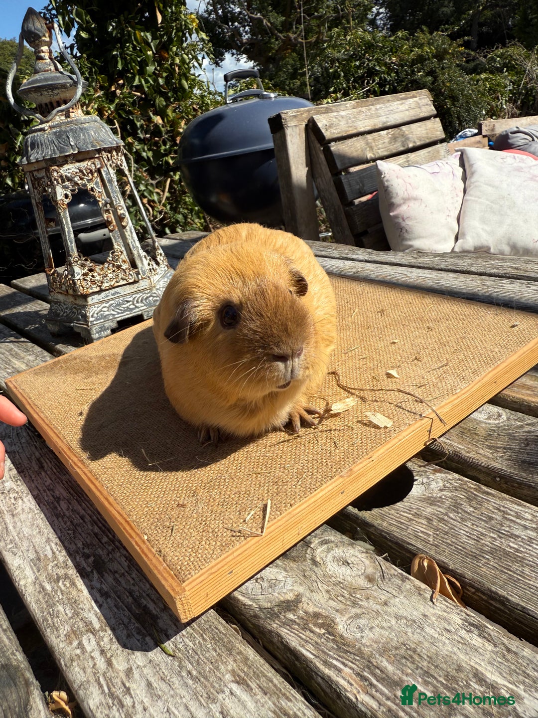 Guinea Pig rodents for sale: Pure bred California & Swiss guineapigs  - Image 25