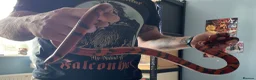 Milk Snake reptiles for sale: Tangerine Honduran Milk Snake - Advert 4