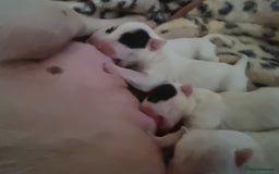 Bull Terrier dogs for sale: Bullterrier pups  - Image 21