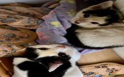 Mixed Breed cats for adoption: Pongo the rescue kitten needs new home - Image 8