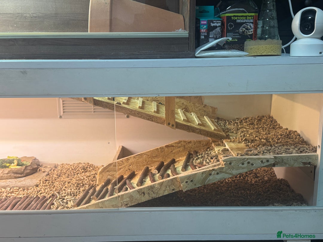 Hermann Tortoise reptiles for sale: Hermann’s with Full Setup (Certificate &Microchip) - Advert 5