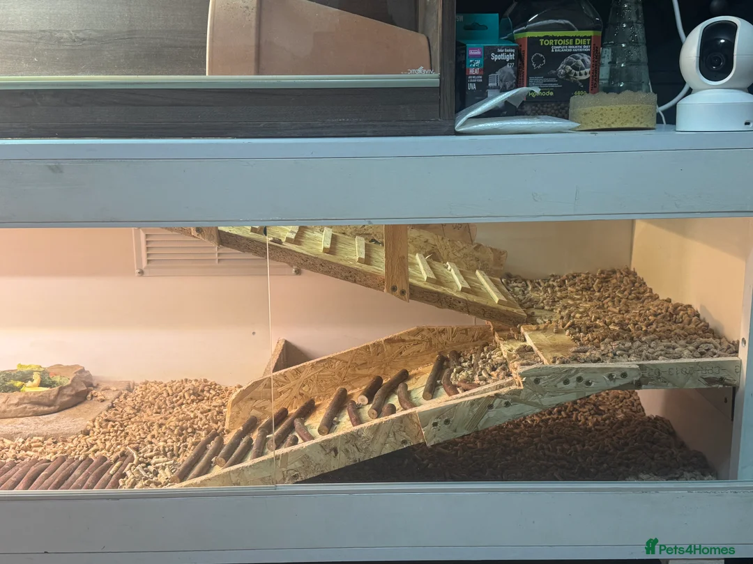 Hermann Tortoise reptiles for sale: Hermann’s with Full Setup (Certificate &Microchip) - Advert 5