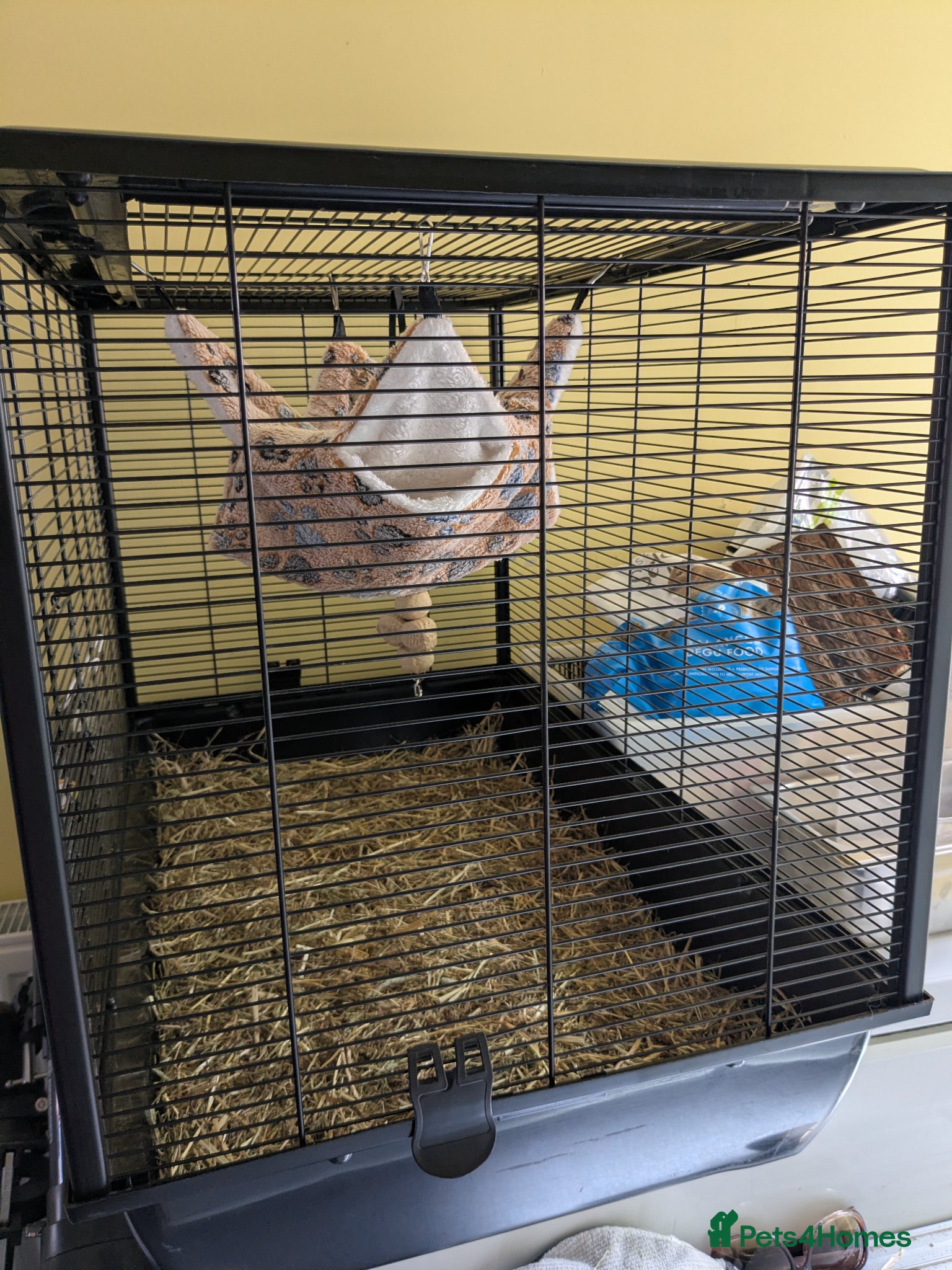 Degus rodents for sale: Female degu approx 10 months old in Fleet - Advert 4