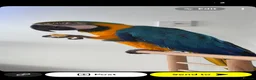 Macaws birds for sale: Penny in Clydebank - Advert 2