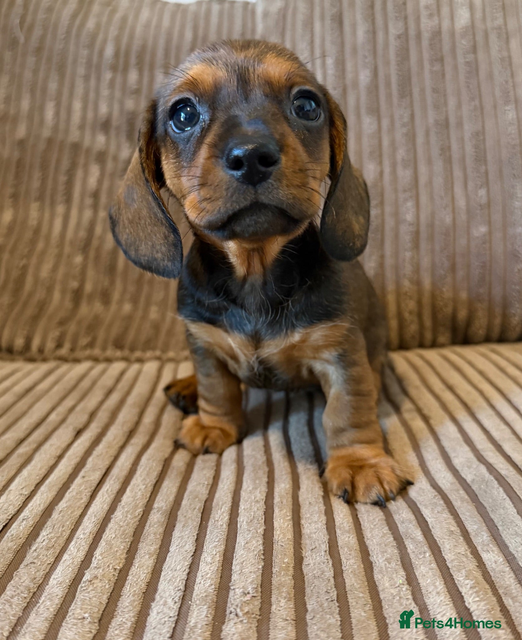 Miniature Dachshund dogs Kc registered mini smooth dachshunds  - Advert 17