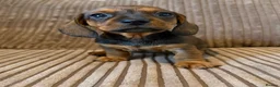 Miniature Dachshund dogs for sale: 1 male Kc reg pra clear mini smooth - Advert 11