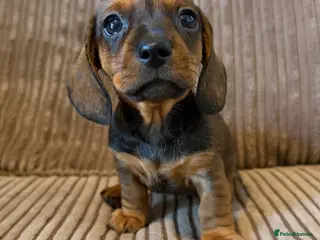 Miniature Dachshund dogs 1 male Kc reg pra clear mini smooth - Advert 3