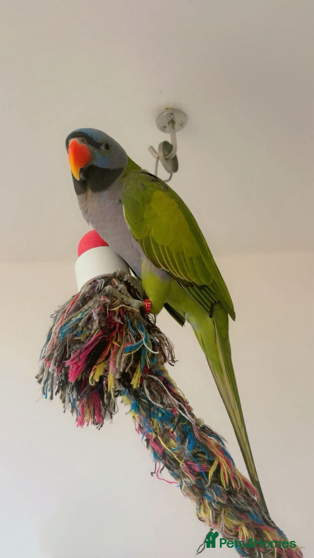 Parrots birds for sale: Male Derbyan  - Advert 5