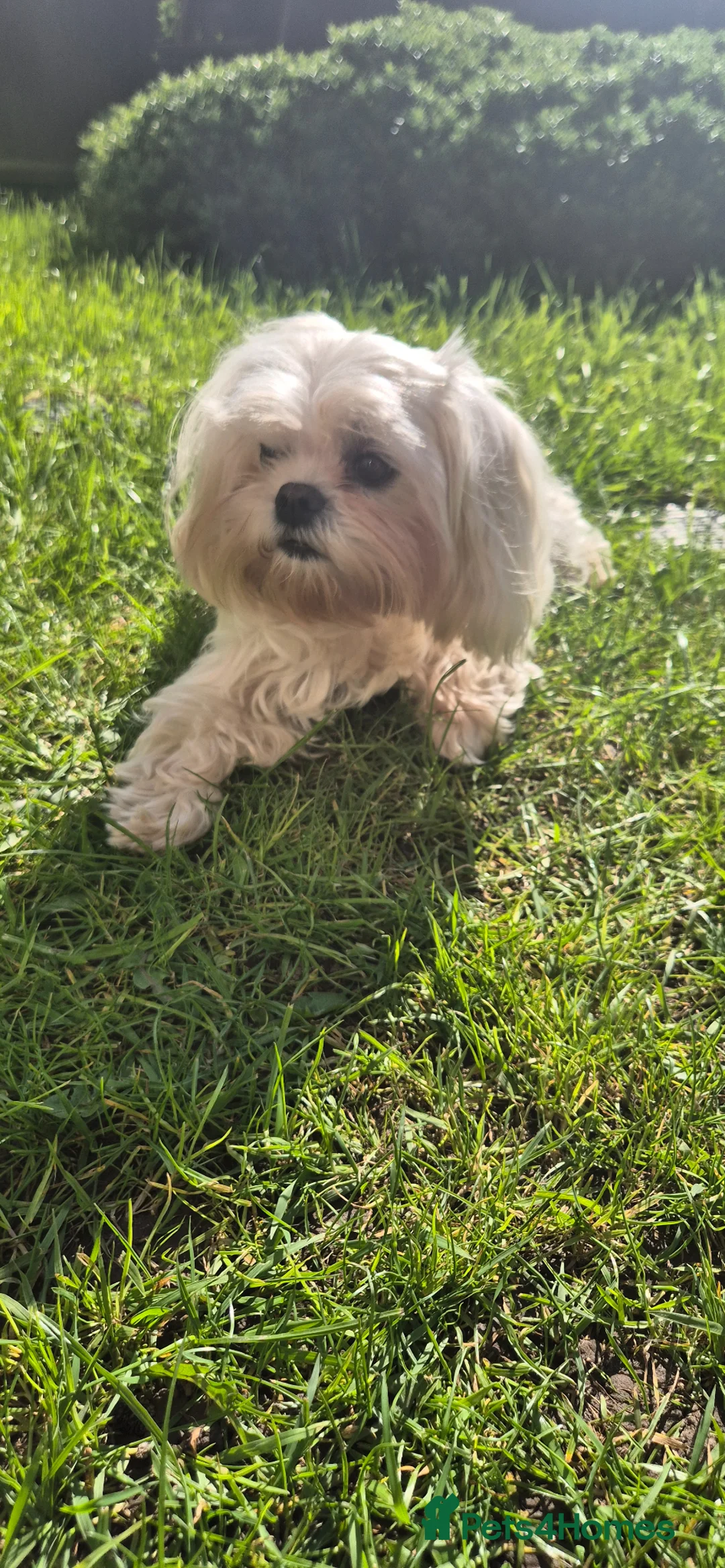 Maltese dogs for sale: Looking for Loved Homes 2 Boys Maltese  - Advert 2