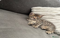 Mixed Breed cats for sale: 2 beautiful male kittens ready to go! - Image 3