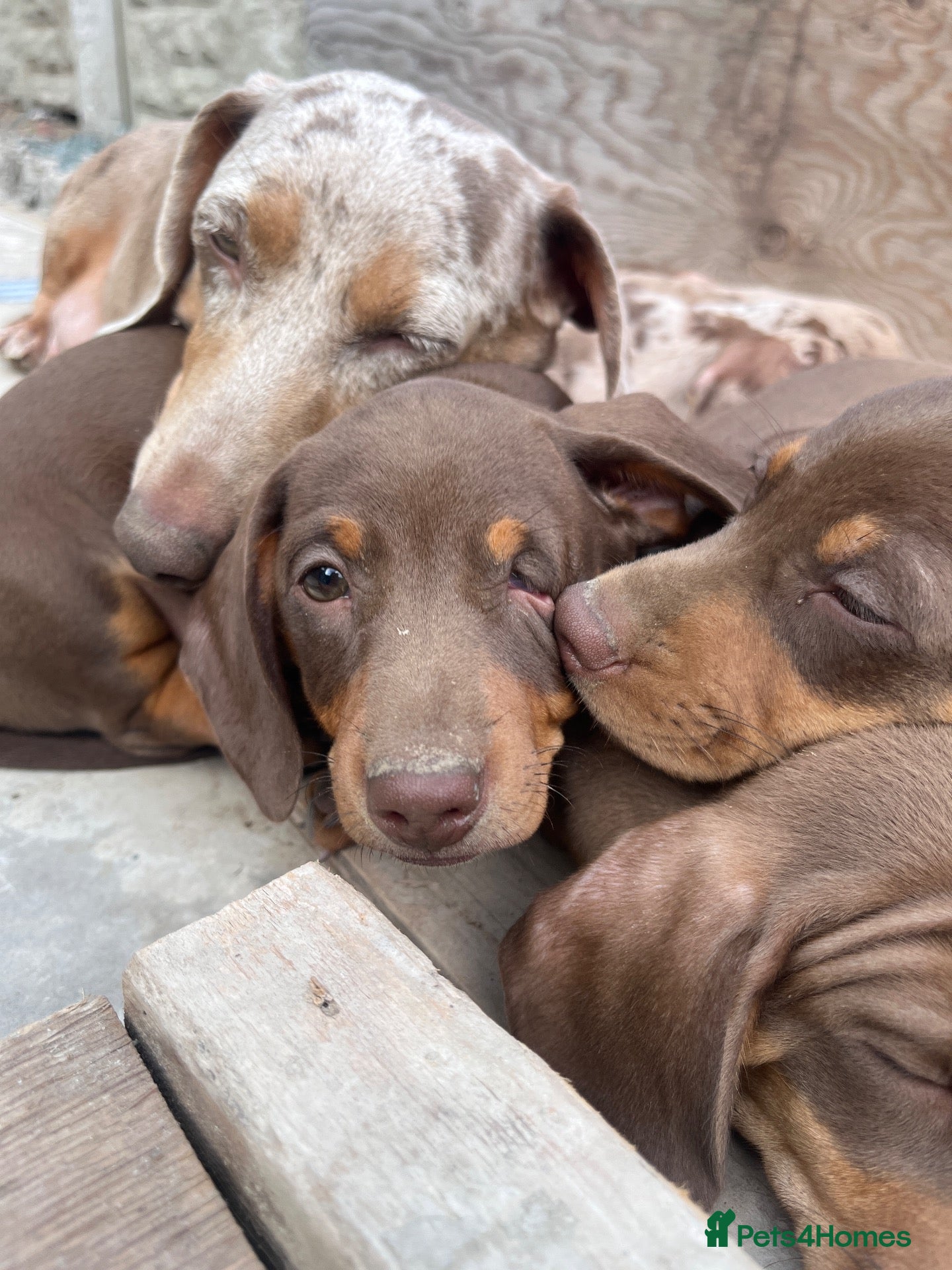 Dachshund dogs 2 PUPPIES LEFT ONE DOG ONE BITCH BOTH CHOCOLATE - Advert 18