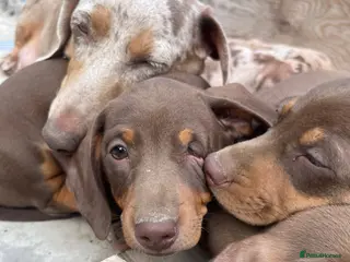Dachshund dogs 2 PUPPIES LEFT ONE DOG ONE BITCH BOTH CHOCOLATE - Advert 1