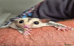 Sugar Glider rodents for sale: Sugar gliders unrelated ready 18th  - Image 8