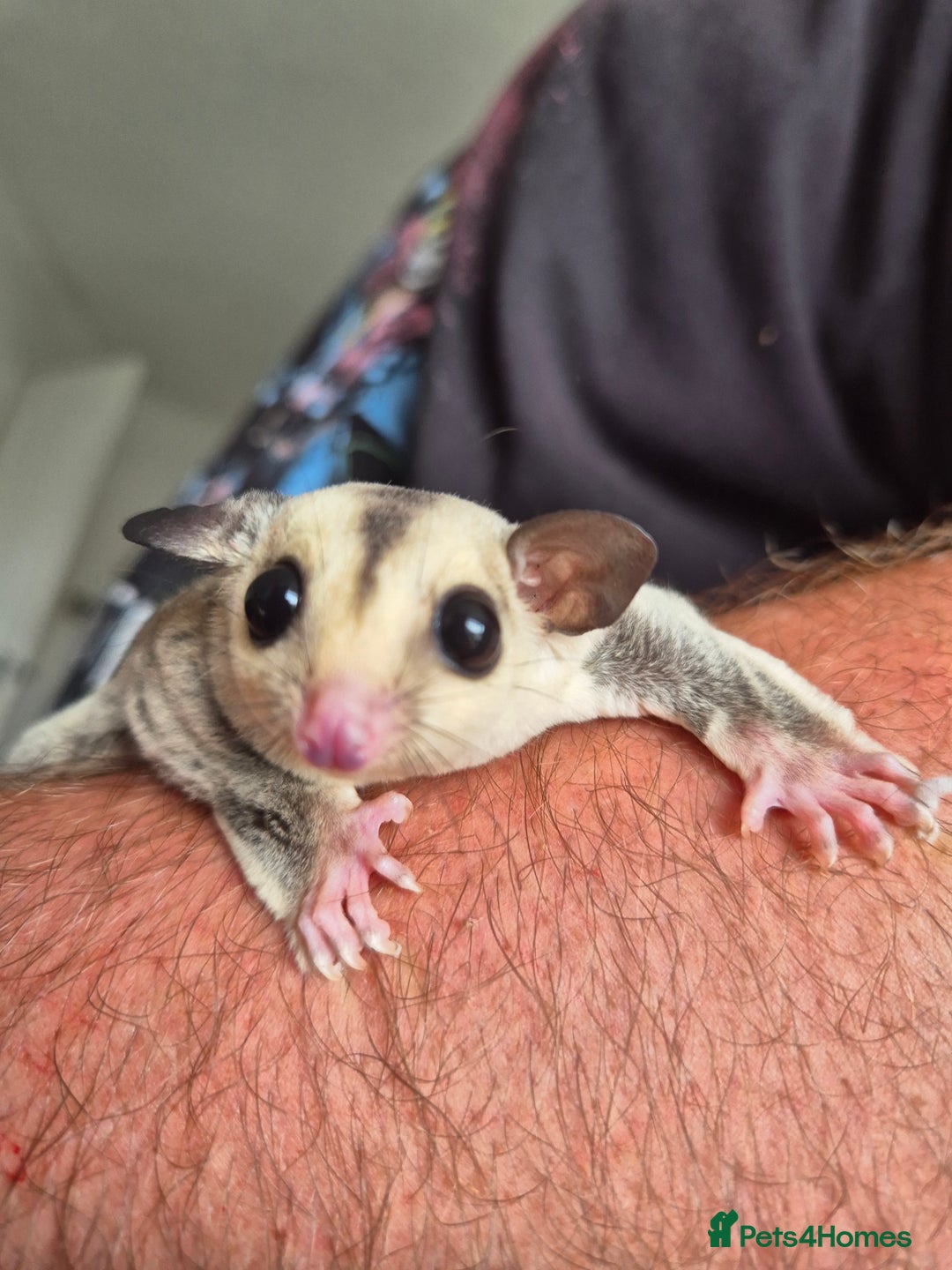 Sugar Glider rodents for sale: Sugar gliders unrelated ready 18th  - Image 8