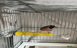 Finches birds for sale: Gouldian Finch - Image 3