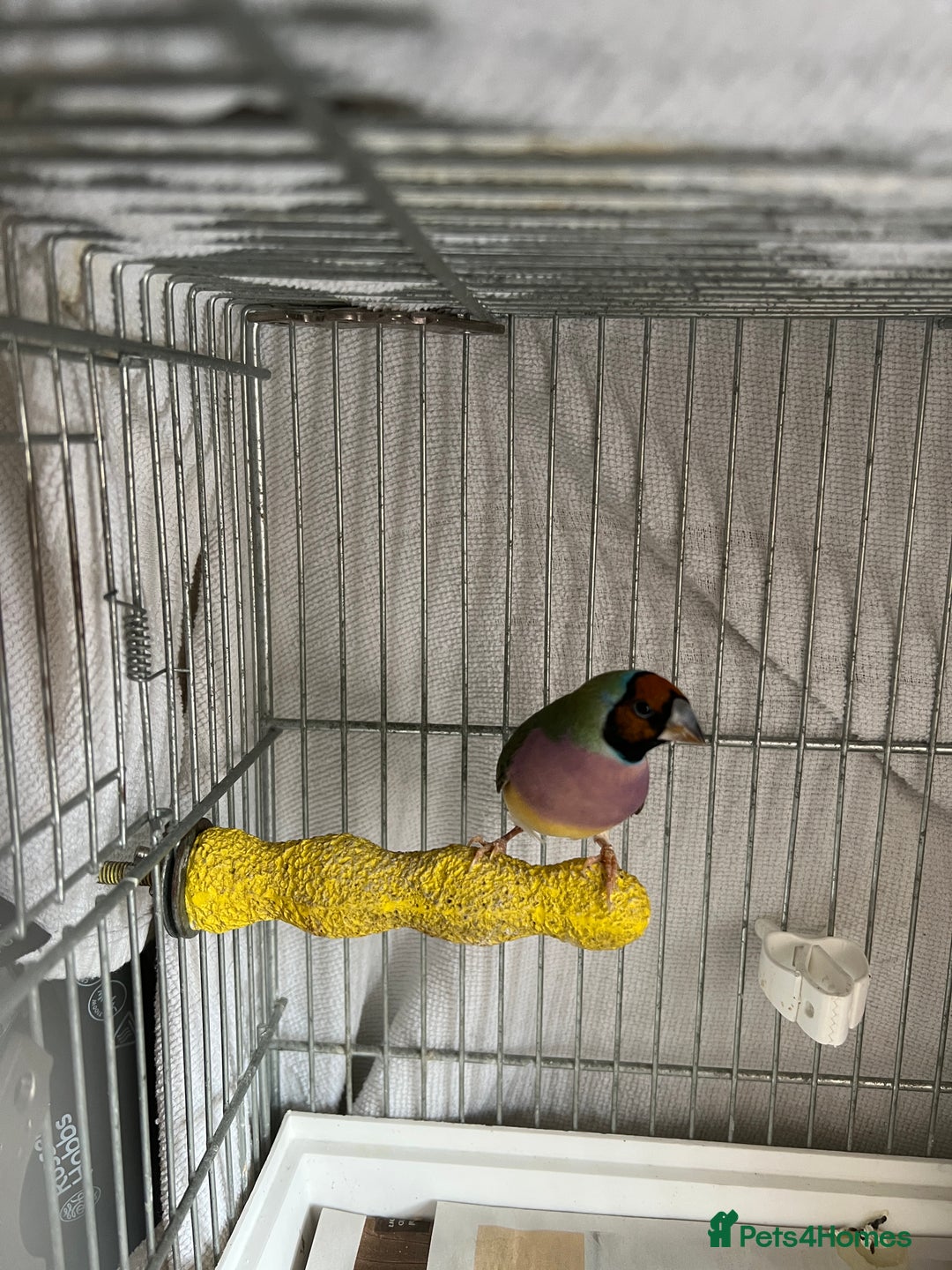 Finches birds for sale: Gouldian Finch - Image 3