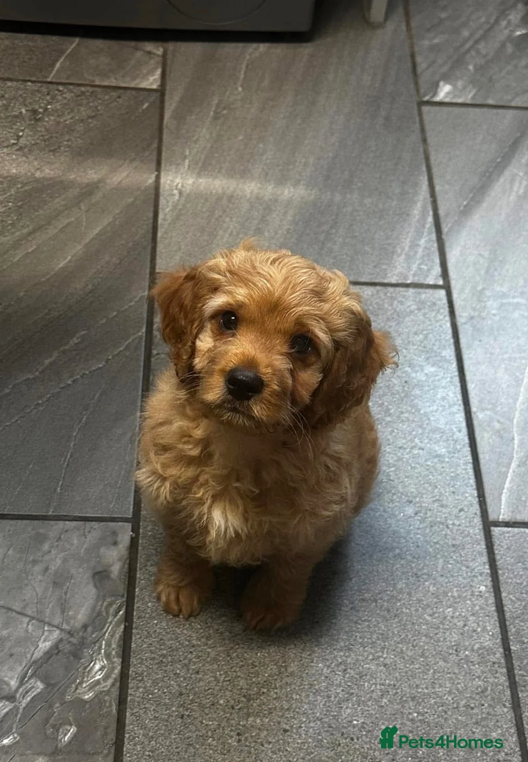 Cockapoo dogs for stud: F1 Cockapoo for stud in Mexborough - Advert 2