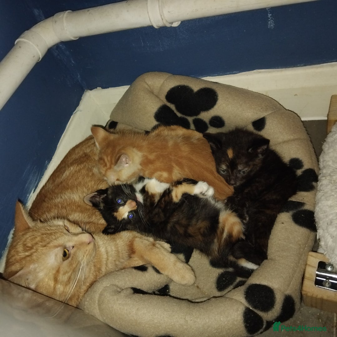 Mixed Breed cats for sale: 3 kittens for sale  - Image 9
