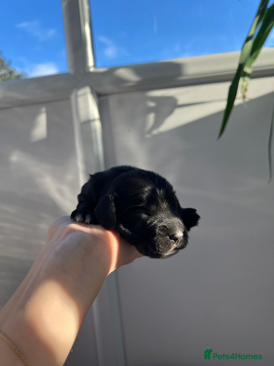 Cocker Spaniel dogs for sale: Show Type Cocker Spaniels. - Advert 21