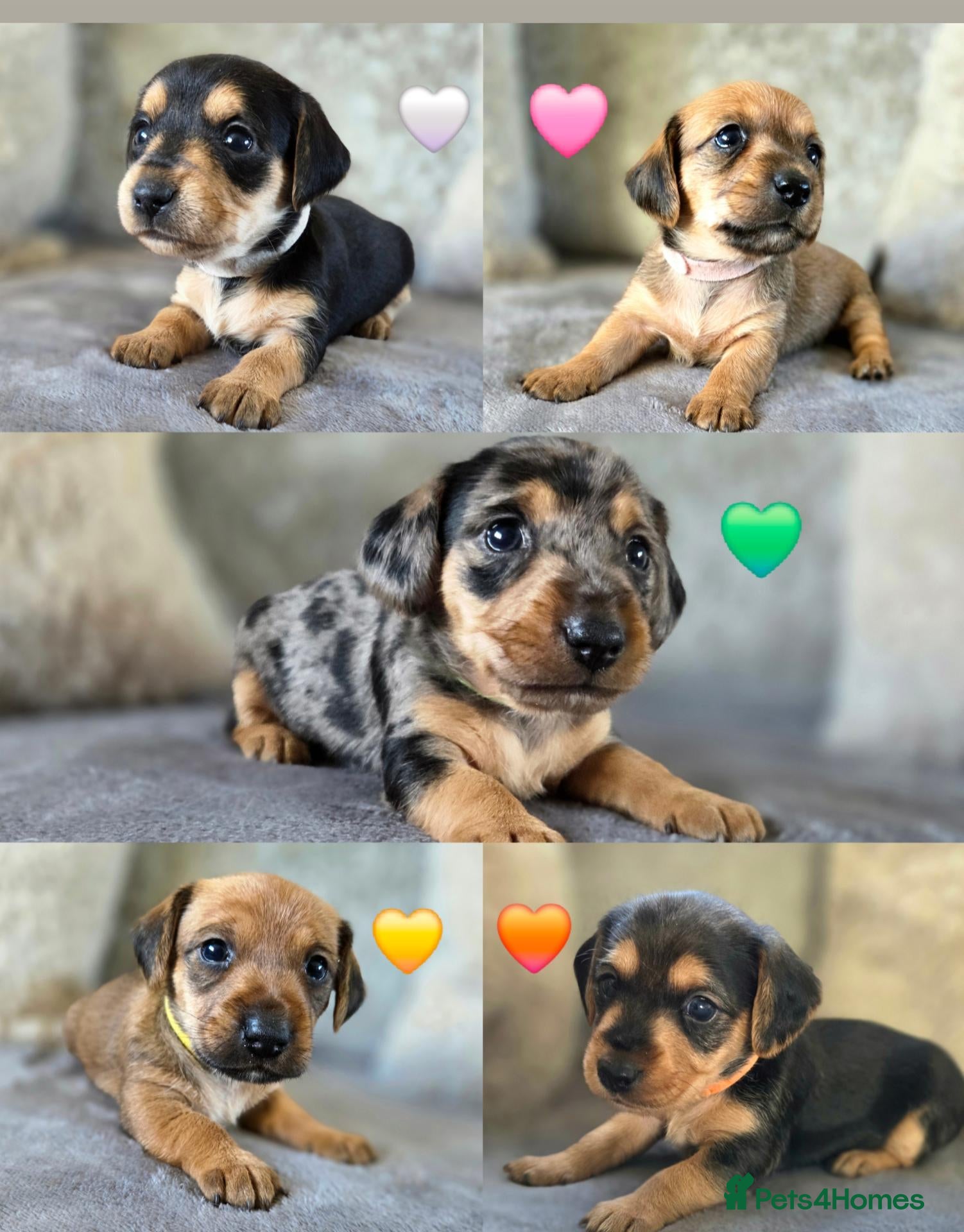 Mixed Breed dogs 7 Stunning Dorkie Puppies - Advert 12