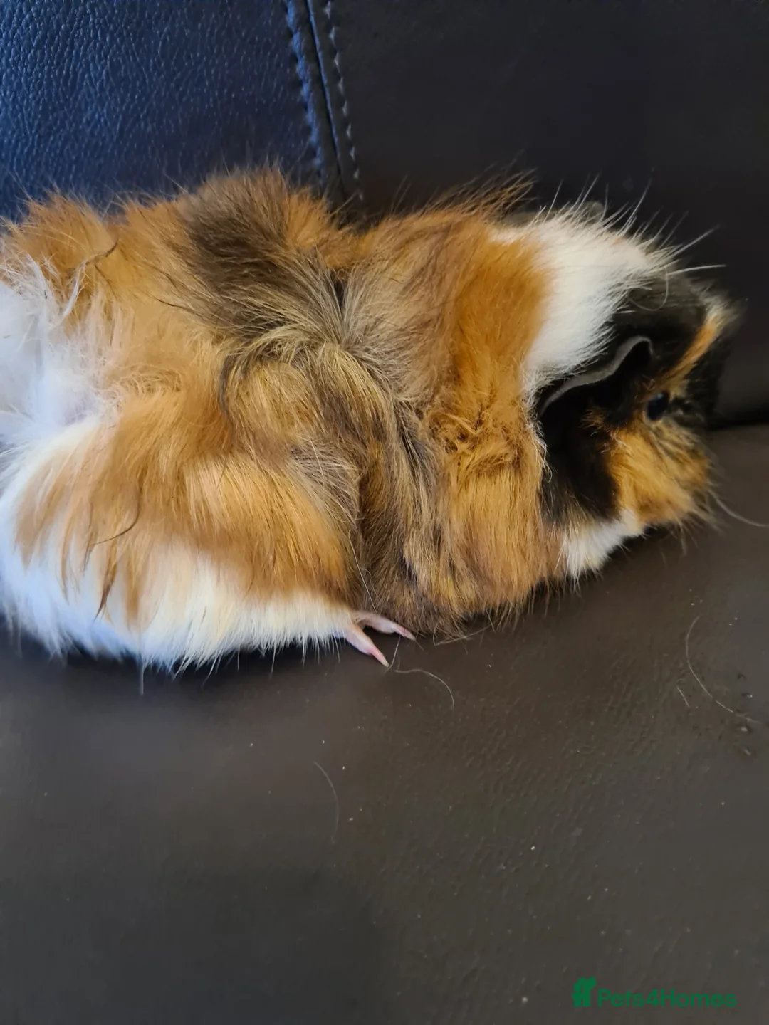 Guinea Pig rodents for sale: Beautiful fluffy baby sisters  - Advert 13