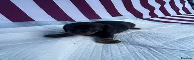 Miniature Dachshund 7