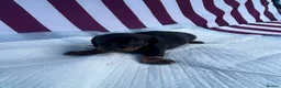 Miniature Dachshund dogs for sale: Miniature Dachshund Puppies - Advert 7