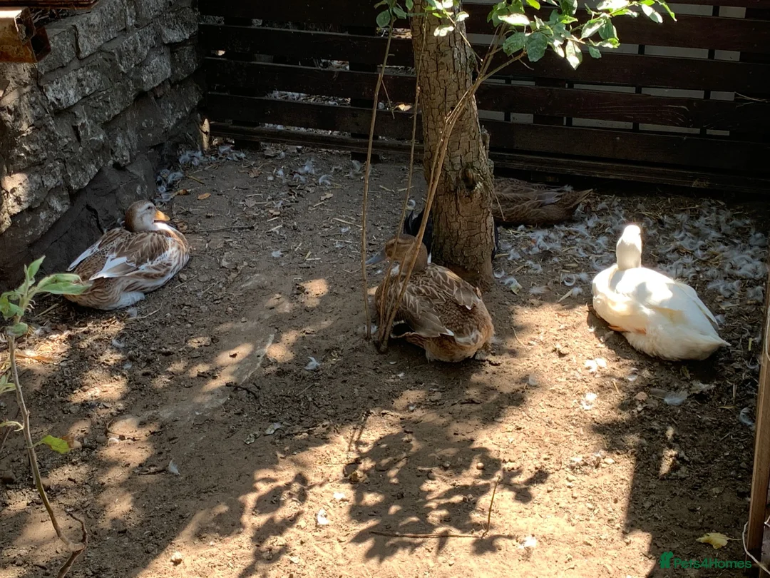 Ducks poultry for sale: Ducks for sale - £15 each - Advert 2