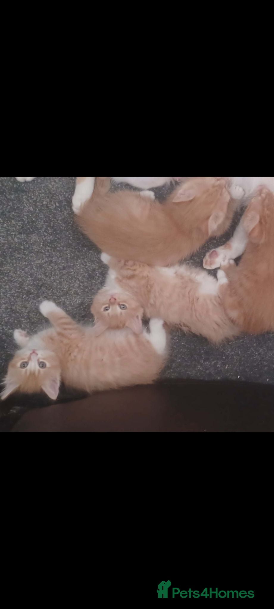 Mixed Breed cats Beautiful ginger tabby kittens - Advert 1