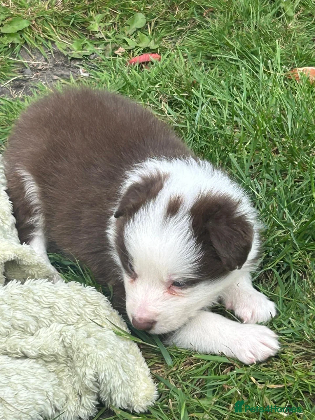 Border Collie dogs for sale: Gorgeous KC Registered Health Tested Border Collie - Advert 21
