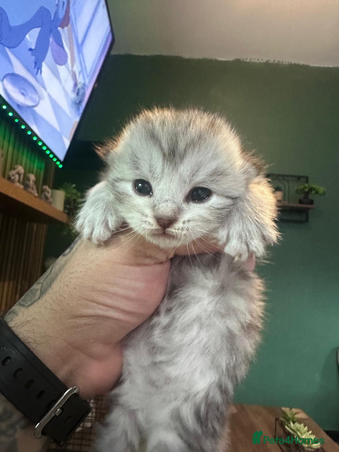 Maine Coon cats for sale: Maine coon x British short haired - Advert 2